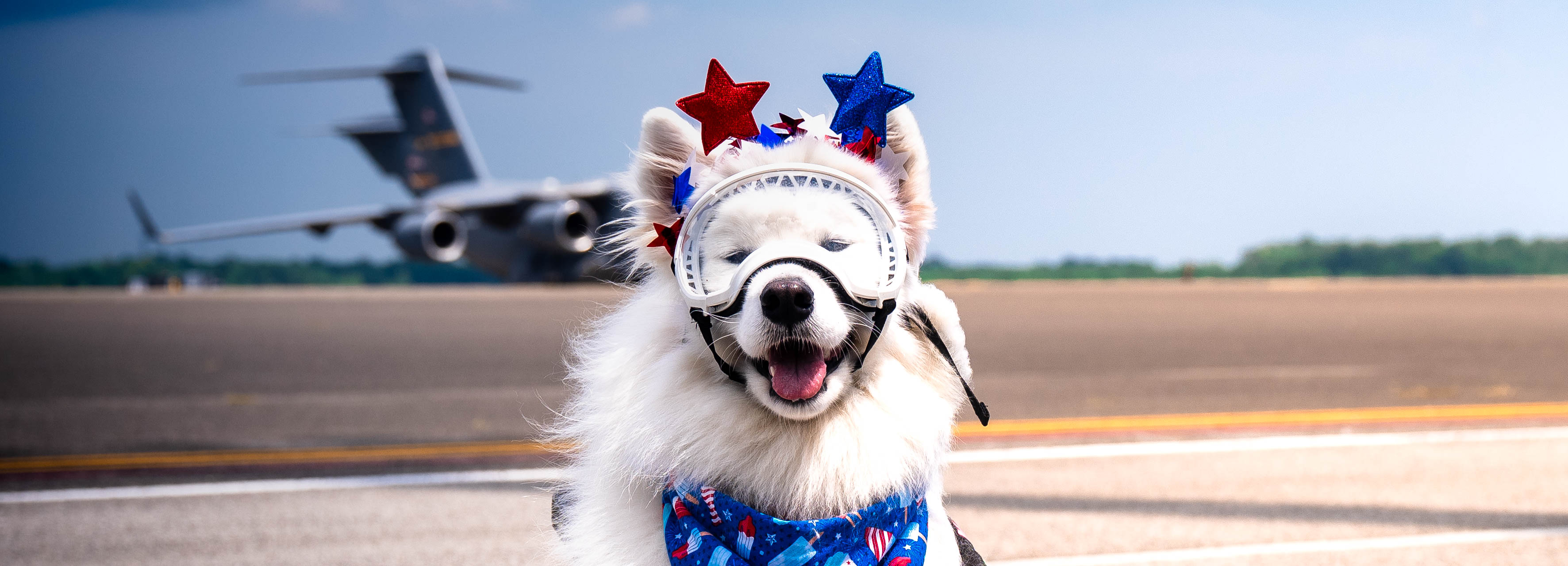 A photo of a dog sitting on the flightline. There's a C-17 Globemaster III in the background.